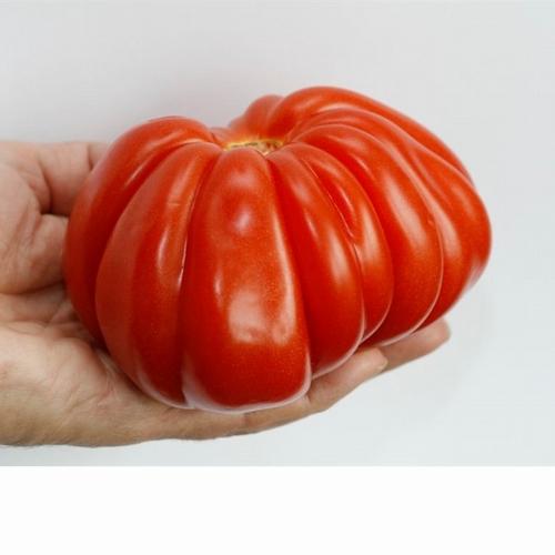 トマト苗 ルガンティーノ 接木苗の画像