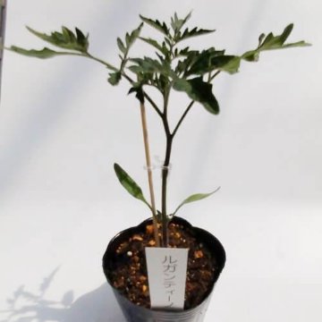 トマト苗 ルガンティーノ 接木苗の画像