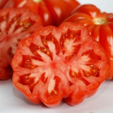 トマト苗 ルガンティーノ 接木苗の画像