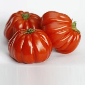 トマト苗 ルガンティーノ 接木苗の画像