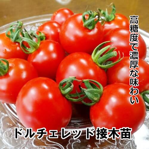 トマト苗 ドルチェ レッド 接木苗の画像