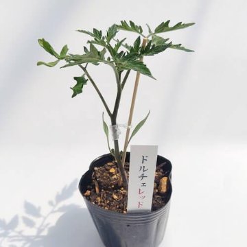 トマト苗 ドルチェ レッド 接木苗の画像