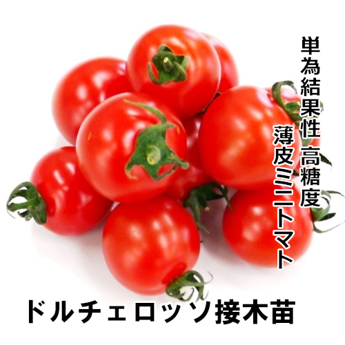 トマト苗 ドルチェ ロッソ 接木苗の画像