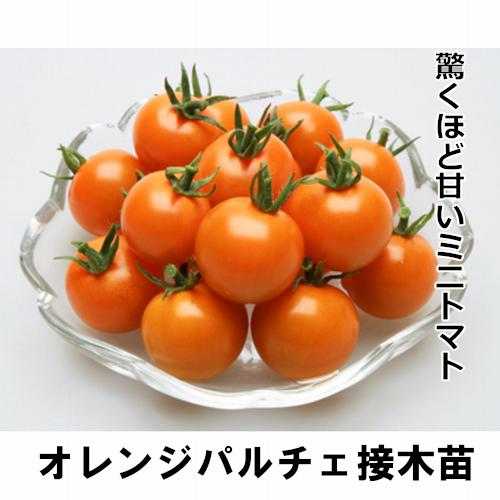 トマト苗 オレンジパルチェ 接木苗の画像