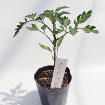 トマト苗 オレンジパルチェ 接木苗の画像