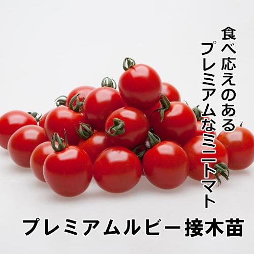 トマト苗 プレミアムルビー 接木苗の画像