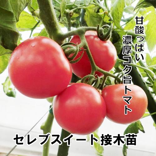 トマト苗 セレブスイート 接木苗の画像