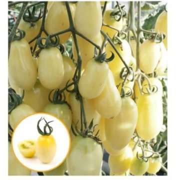 トマト苗 TYプリモホワイト 接木苗の画像