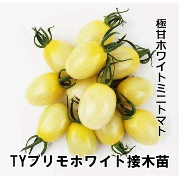 トマト苗 TYプリモホワイト 接木苗の画像