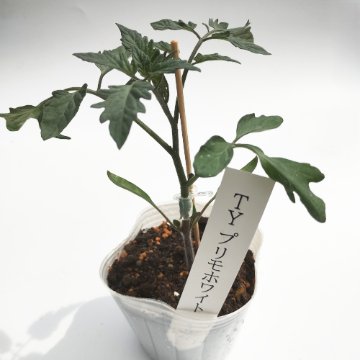 トマト苗 TYプリモホワイト 接木苗の画像