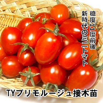 トマト苗 TYプリモルージュ 接木苗の画像