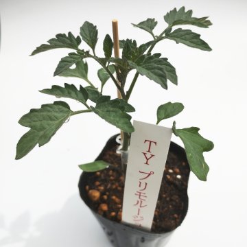 トマト苗 TYプリモルージュ 接木苗の画像