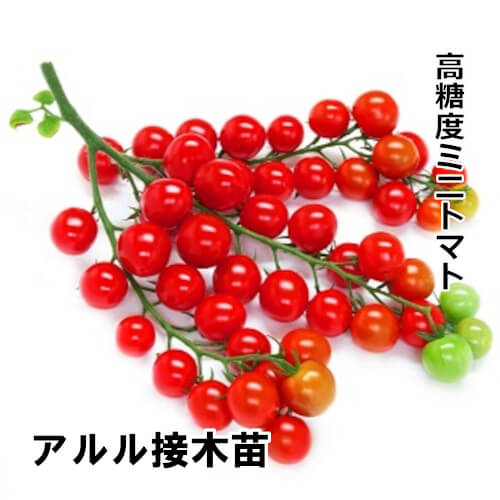 トマト苗 アルル 接木苗の画像