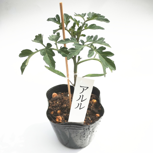 トマト苗 アルル 接木苗の画像