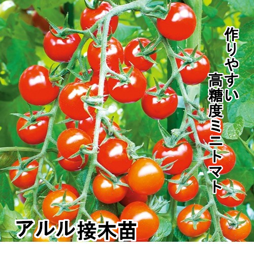 トマト苗 アルル 接木苗の画像