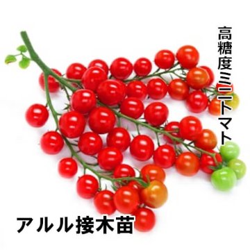 トマト苗 アルル 接木苗の画像