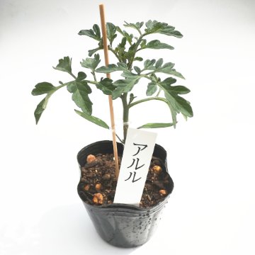 トマト苗 アルル 接木苗の画像