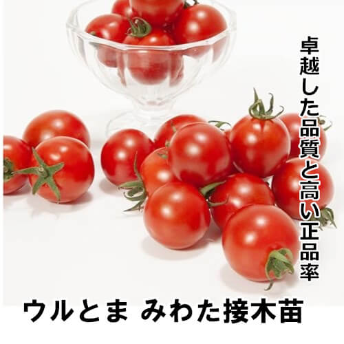 トマト苗 みわた 接木苗の画像