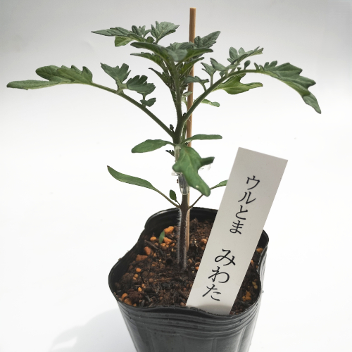 トマト苗 みわた 接木苗の画像