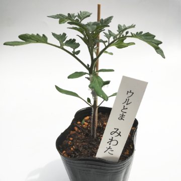 トマト苗 みわた 接木苗の画像