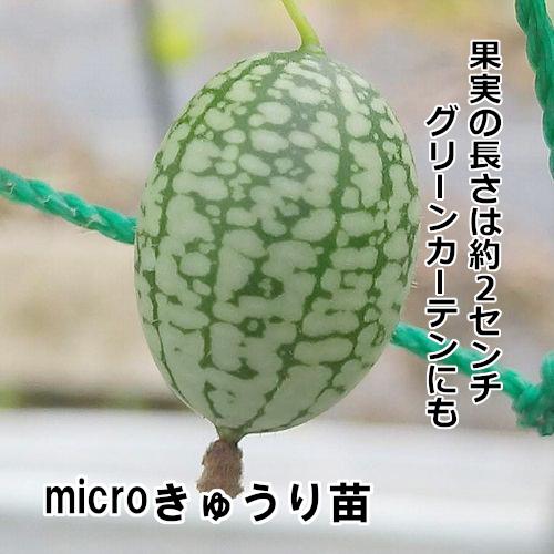 microキュウリ苗 紫ポットの画像