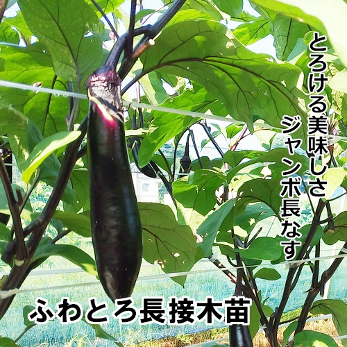 ナス苗 ふわとろ長 接木苗の画像