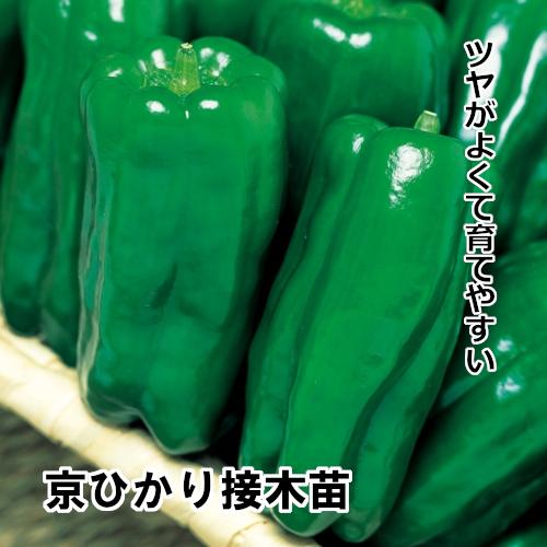 ピーマン苗 京ひかり接木苗の画像