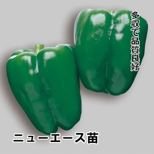 ピーマン苗 自根 ニューエース苗の画像