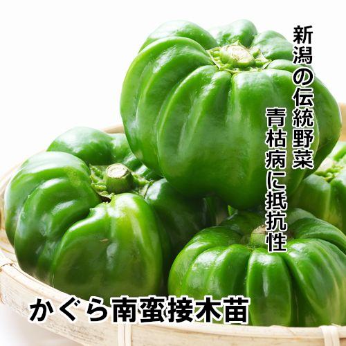 ナンバン苗 かぐら南蛮 接木苗の画像