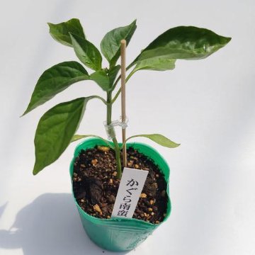 ナンバン苗 かぐら南蛮 接木苗の画像