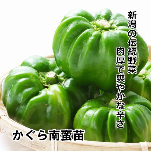 ナンバン苗 自根 かぐら南蛮苗の画像