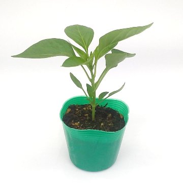 ナンバン苗 自根 かぐら南蛮苗の画像