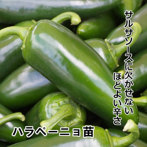 トウガラシ苗 ハラペーニョ苗の画像