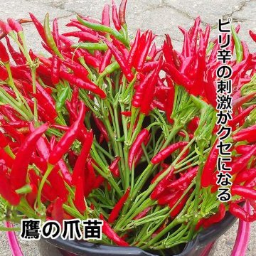ナンバン苗 鷹の爪苗の画像