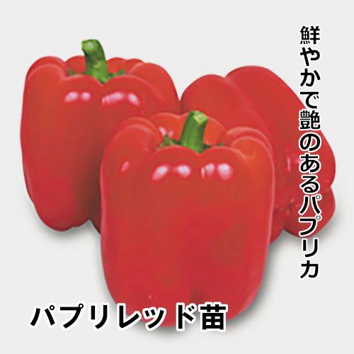 パプリカ苗 パプリレッド苗の画像