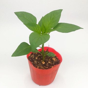 パプリカ苗 パプリレッド苗の画像