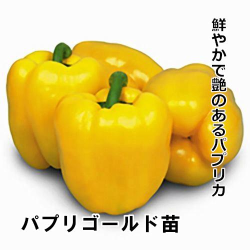 パプリカ苗 パプリゴールド苗の画像