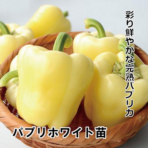 パプリカ苗 パプリホワイト苗の画像