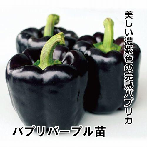 パプリカ苗 パプリパープル苗の画像