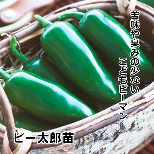 こどもピーマン苗 ピー太郎苗の画像