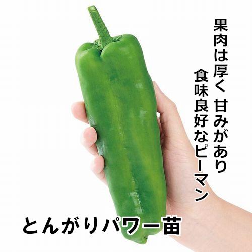 ジャンボピーマン苗 とんがりパワー苗の画像