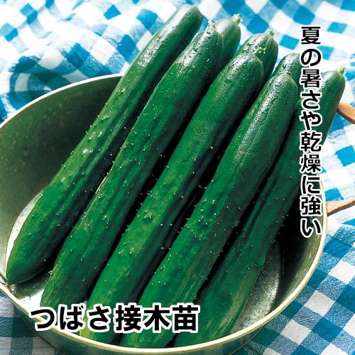キュウリ苗 つばさ接木苗の画像