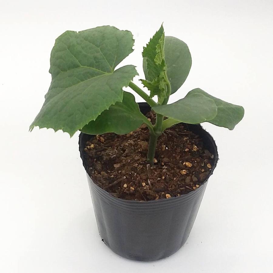 キュウリ苗 つばさ接木苗の画像