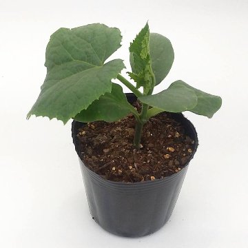 キュウリ苗 つばさ接木苗の画像