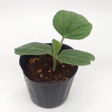 ユウガオ苗 大長夕顔苗の画像