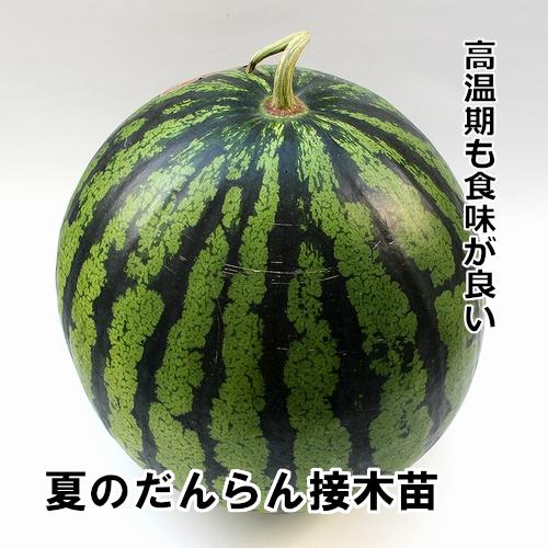 スイカ苗 夏のだんらん 接木苗の画像