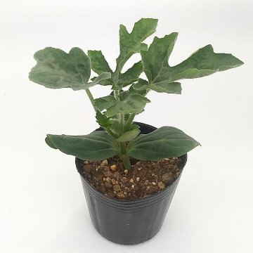 スイカ苗 夏のだんらん 接木苗の画像