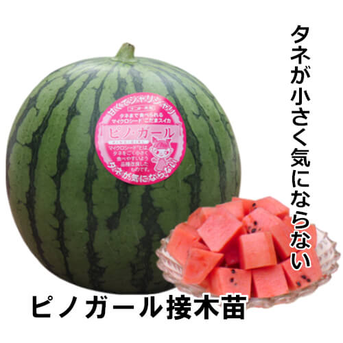 小玉スイカ苗 ピノガール 接木苗の画像