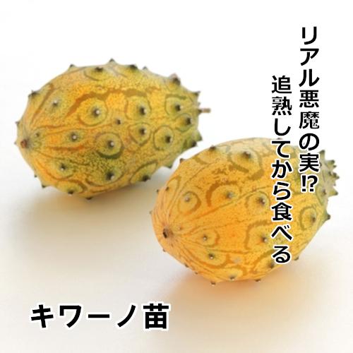 キワーノ苗 グリーンゼリーメロン苗の画像
