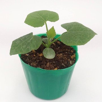 キワーノ苗 グリーンゼリーメロン苗の画像